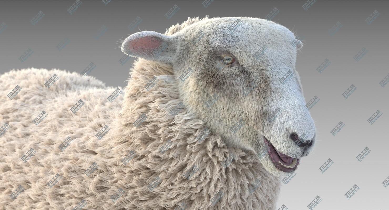 images/goods_img/202104021/3D model Sheep Adult/4.jpg